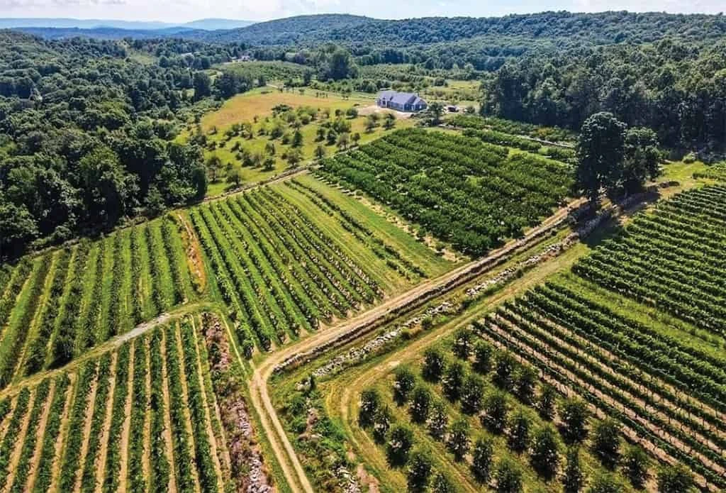 Vineyard rows in the Shawangunk valley